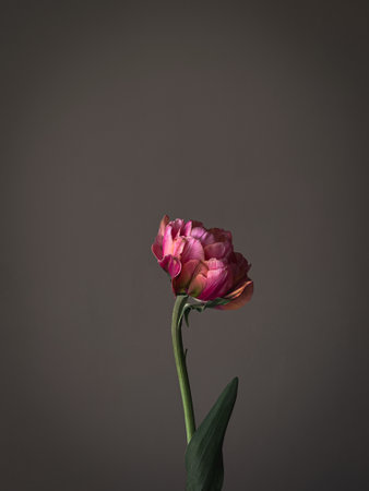 Beautiful pink tulip on grey background. Stylish flower still life, moody artistic composition. Floral amazing vertical wallpaperの写真素材
