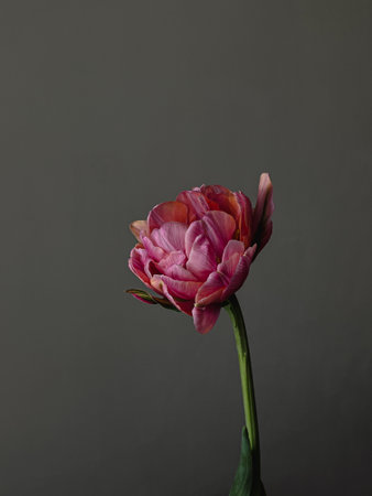 Stylish flower still life, moody artistic composition. Beautiful pink tulip on grey background. Floral amazing vertical wallpaperの写真素材