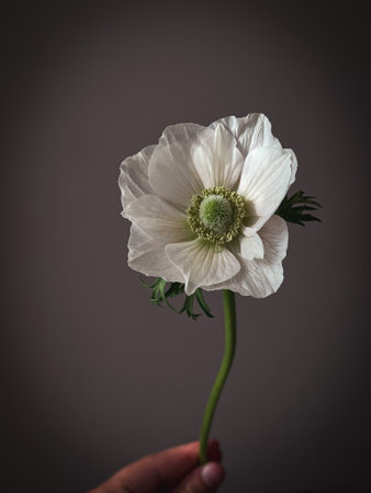 Stylish flower still life, moody artistic composition. Beautiful white anemone on rustic background. Floral vertical wallpaperの写真素材