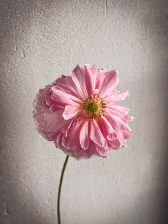 Beautiful poppy on moody grey background. Stylish flower still life, artistic composition. Floral vertical wallpaperの写真素材