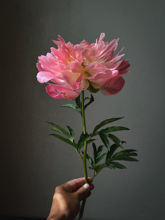 Beautiful pink peony in hand close up in sunlight on moody rustic background. Stylish flower still life, artistic composition. Floral vertical wallpaperの写真素材