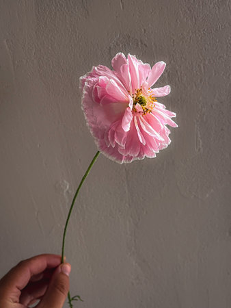 Beautiful poppy in hand on moody grey background. Stylish flower still life, artistic composition. Floral vertical wallpaperの写真素材