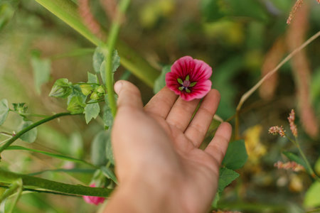 Beautiful malope flowers in autumn natural garden. Close up of pink flower in hand in sunny green garden. Floral wallpaper, space for textの写真素材
