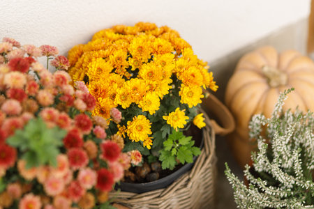 Autumn flowers, pumpkins, pots with chrysanthemums and heather close up at wooden front door. Stylish autumnal decor of farmhouse entrance or porch. Fall arrangementの写真素材