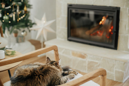 Adorable cat sleeping on modern armchair, relaxing on background of burning fireplace and stylish christmas tree with lights. Pet and winter holidays. Atmospheric cozy christmas eveの写真素材