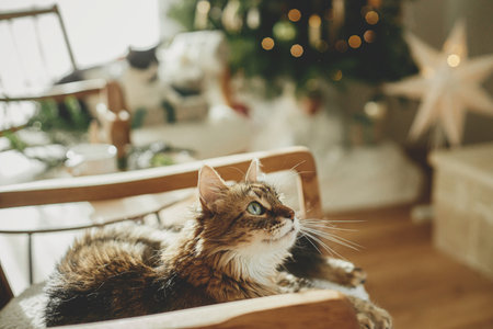 Adorable cat sitting on modern armchair and relaxing on background of stylish decorated christmas tree in sunny room. Pet and winter holidays. Atmospheric cozy christmas timeの写真素材