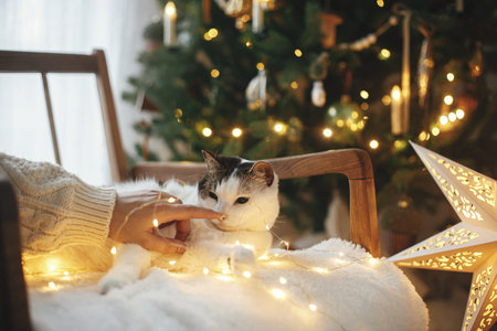 Hand in cozy sweater caressing cute cat nose on armchair among golden christmas lights on background of stylish decorated christmas tree. Pet and winter holidays. Atmospheric christmas eveの写真素材