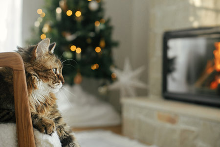 Adorable cat sitting on modern armchair and relaxing on background of burning fireplace and stylish christmas tree with lights. Pet and winter holidays. Atmospheric cozy christmas eveの写真素材