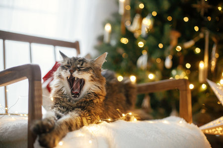Adorable cat sitting and yawning on cozy armchair with christmas golden lights against stylish christmas tree. Merry Christmas! Pet and winter holidays. Atmospheric magical christmas eveの写真素材