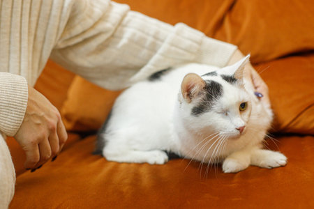 Adorable cat without one eye sitting on sofa with woman in room. Pet adoption concept. Cute scared injured cat relaxing on bedの写真素材