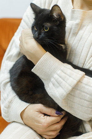 Adorable black cat in woman hands in room. Pet adoption concept. Person in cozy sweater hugging cute scared cat relaxing on bedの写真素材