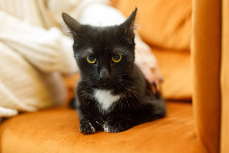 Adorable black cat in woman hands sitting on sofa in room. Pet adoption concept. Person in cozy sweater caressing cute scared cat on bedの写真素材