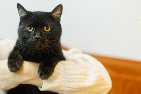 Adorable old black cat sitting in woman hands in room. Pet adoption concept. Person in cozy sweater...