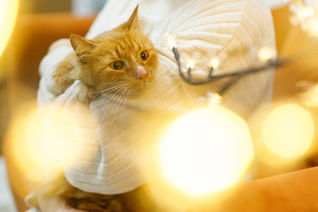 Adorable ginger cat sitting in woman hands in room with christmas lights. Pet adoption concept. Person in cozy sweater hugging cute scared cat on bedの写真素材