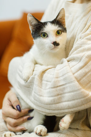 Adorable black and white cat sitting in woman hands in room. Pet adoption concept. Person in cozy sweater hugging cute scared cat with funny emotionの写真素材