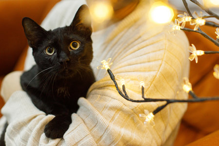 Adorable black cat sitting in woman hands in room with christmas lights. Pet adoption concept. Person in cozy sweater hugging cute scared cat on bedの写真素材
