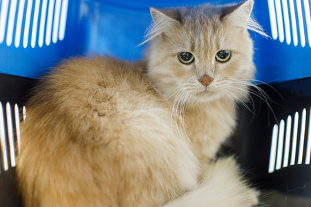 Sweet ginger cat sitting in carrier. Pet adoption and rescue. Cute scared orange cat waiting in pet carriage. Veterinary and animal transportation conceptの写真素材
