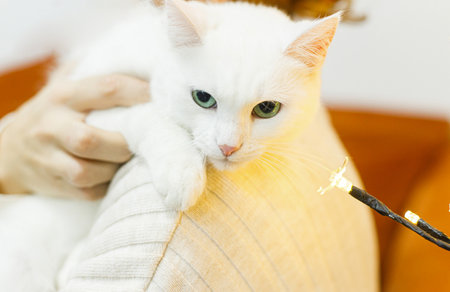 Sweet white cat sitting in woman hands in room with christmas lights. Pet adoption concept. Person in cozy sweater hugging cute scared cat with green eyes on bedの写真素材