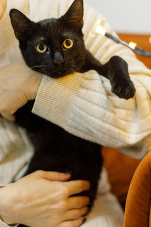 Adorable black cat sitting in woman hands in room with christmas lights. Pet adoption concept....