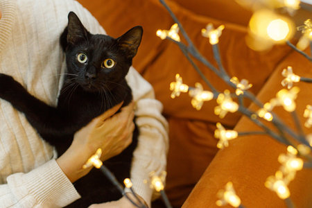 Adorable black cat sitting in woman hands in room with christmas lights. Pet adoption concept. Person in cozy sweater hugging cute scared cat on bedの写真素材