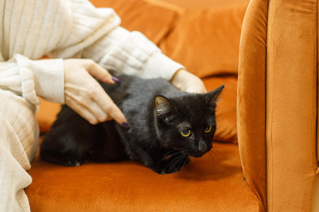 Adorable black cat in woman hands sitting on sofa in room. Pet adoption concept. Person in cozy sweater caressing cute scared cat on bedの写真素材