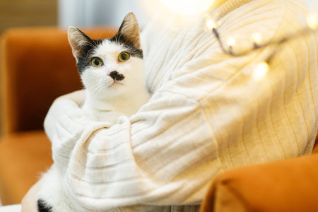 Adorable black and white cat sitting in woman hands in room with christmas lights. Pet adoption concept. Person in cozy sweater hugging cute scared cat with funny emotionの写真素材
