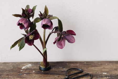Spring rustic flowers still life. Beautiful helleborus composition on kenzan on aged wooden background. First spring flowers gardeningの写真素材