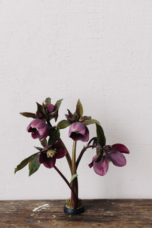 Beautiful helleborus composition on kenzan on aged wooden background. Spring rustic flowers still life. First spring flowers gardeningの写真素材