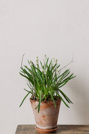 Beautiful muscari in rustic clay flower pot close up on white background. First spring flowers. White muscari and branch arrangement, floral spring decorの写真素材