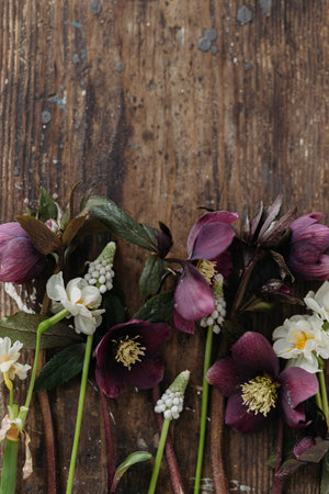 Beautiful helleborus, muscari, daffodils flat lay on rustic wooden background. First spring flowers gardening. Floral spring countryside decor, space for textの写真素材