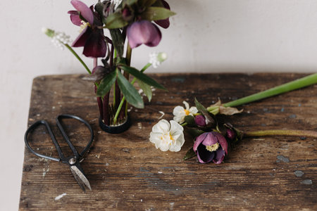 Beautiful helleborus, muscari and daffodil composition on kenzan and scissors on aged wooden background. Spring flowers rustic still life. First spring flowers gardeningの写真素材