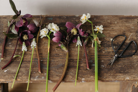 Beautiful helleborus, muscari, daffodils and scissors on rustic wooden background. First spring flowers gardening. Floral spring countryside decor, rural still lifeの写真素材