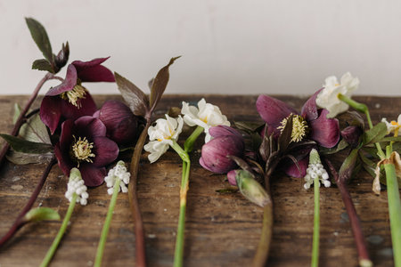 Spring flowers rustic still life. Beautiful helleborus, muscari, daffodils on aged wooden background. First spring flowers gardening. Floral spring countryside decorの写真素材