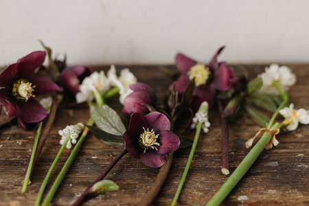 Beautiful helleborus, muscari, daffodils on rustic wooden background. First spring flowers gardening. Floral spring countryside decorの写真素材