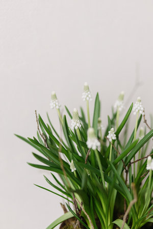 Beautiful muscari in flower pot close up on white background. First spring flowers. White muscari and branch arrangement, floral spring decorの写真素材