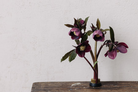 Beautiful helleborus composition on kenzan on aged wooden background. Spring rustic flowers still life. First spring flowers gardeningの写真素材