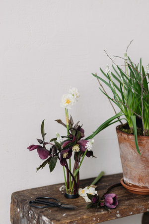Spring flowers rustic still life. Beautiful helleborus, muscari and daffodil composition on kenzan, rural flower pot and scissors on aged wooden background. First spring flowers gardeningの写真素材