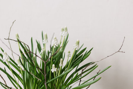 Beautiful muscari in flower pot close up on white background. First spring flowers. White muscari and branch arrangement, floral spring decorの写真素材