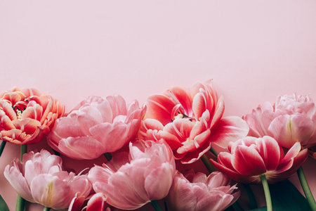 Modern tulips flat lay on pink background. Happy Valentines day and happy mothers day. Stylish beautiful floral border with space for text.  Tender red and pink flowers bannerの写真素材