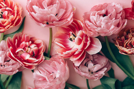 Beautiful tulips flat lay on pink background. Stylish floral composition. Happy Valentines day and happy mother's day. Tender pink and red flowers wallpaperの写真素材