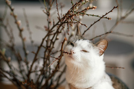 Adorable cat smelling willow branches close up in vase. Happy Easter! Curious kitty playing with spring buds, simple easter table setting decor in farmhouse living roomの写真素材