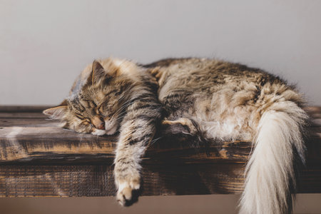 Cute tabby cat sleeping on wooden bench. Adorable cat relaxing in sunny room. Tranquility and peace concept. Pet at home. Animal banner, copy spaceの写真素材
