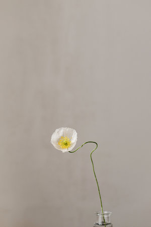Beautiful yellow poppy on rustic background. Floral moody wallpaper. Summer flower close up, minimal still life. Space for textの写真素材