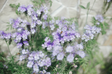Phacelia flowers blooming in english cottage garden. Honey Bees and bumblebees pollinating and flying at phacelia. Homestead lifestyle. Floral wallpaperの写真素材