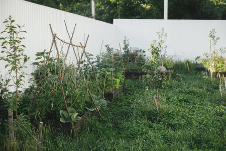 Raised garden beds with vegetables and greens in urban organic garden. Homestead lifestyle