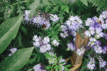 Honey Bees and bumblebees pollinating and flying at phacelia. Phacelia flowers blooming in english cottage garden. Homestead lifestyle. Floral wallpaperの写真素材