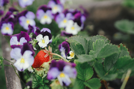 Strawberries in raised garden bed with viola flowers close up. Homestead lifestyle. Gathering homegrown organic berries in urban gardenの写真素材