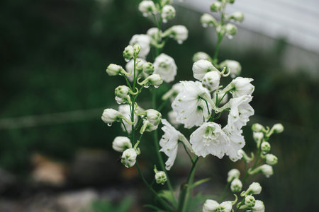 Delphinium blooming in english cottage garden. Close up of white delphinium flowers with water drops. Homestead lifestyle and wild natural garden. Floral wallpaperの写真素材