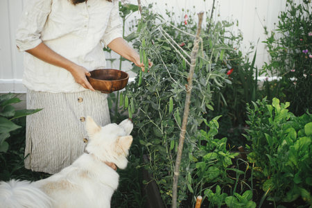 Woman and her cute dog together picking stan peas from raised garden bed. Gathering vegetables with pet in urban organic garden. Homestead lifestyleの写真素材