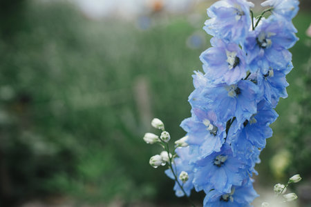 Delphinium blooming in english cottage garden. Close up of blue delphinium flowers with water drops. Homestead lifestyle and wild natural garden. Floral wallpaperの写真素材